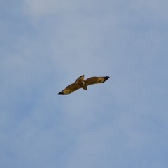 Buteogallus anthracinus