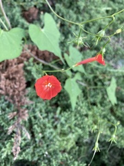 Ipomoea hederifolia