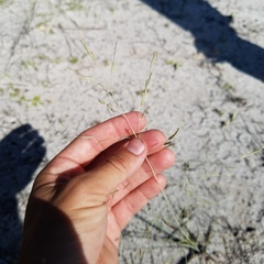 Eragrostis elliottii