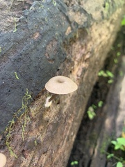 Arrhenia epichysium