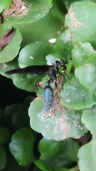 Synoeca septentrionalis