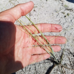 Eragrostis elliottii