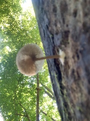 Arrhenia epichysium