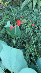 Ipomoea hederifolia