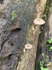 Arrhenia epichysium