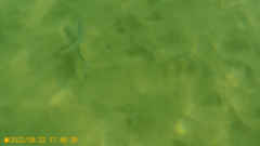 Sparus auratus