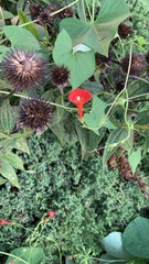 Ipomoea hederifolia