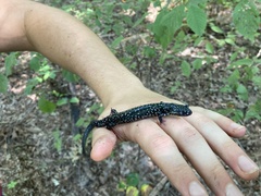 Plethodon glutinosus