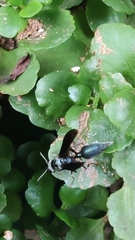 Synoeca septentrionalis