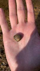 Corbicula fluminea