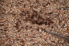 Pogonomyrmex barbatus