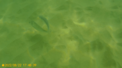 Sparus auratus