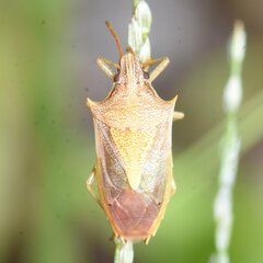 Oebalus