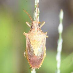Oebalus