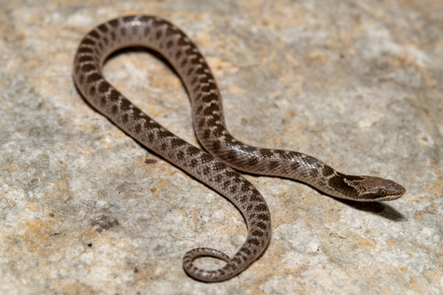 San Luis Potosi Nightsnake [jani], Hypsiglena jani