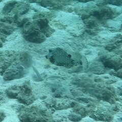 Lactophrys triqueter