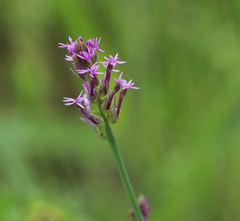 Polygala incarnata