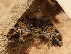 Chrysolarentia phaedra