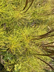 Amsonia ciliata