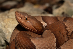 Agkistrodon laticinctus
