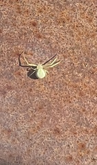 Misumessus oblongus