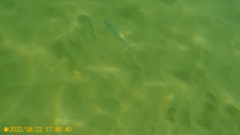 Sparus auratus