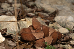Agkistrodon laticinctus