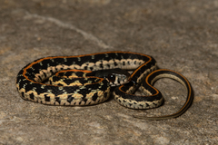Thamnophis cyrtopsis ocellatus