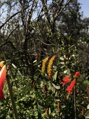 Colliguaja odorifera