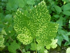 Ribes rubrum