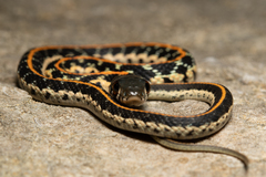 Thamnophis cyrtopsis ocellatus