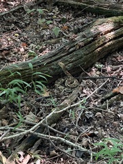 Crotalus horridus