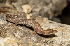 Gerrhonotus infernalis