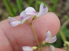 Lespedeza repens