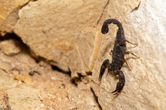Pseudouroctonus reddelli