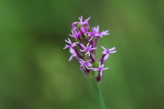 Polygala incarnata