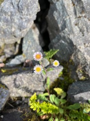 Erigeron humilis