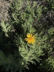 Senecio adenotrichius