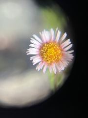 Erigeron humilis