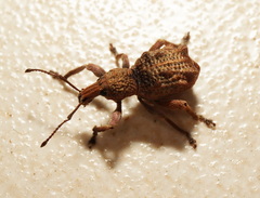 Leptopius tetraphysodes