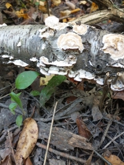 Ischnoderma resinosum
