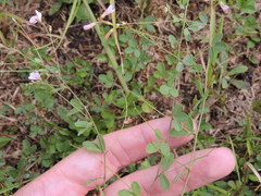 Lespedeza repens