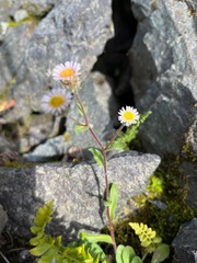 Erigeron humilis