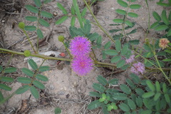 Mimosa nuttallii