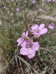Agalinis heterophylla