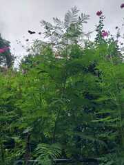 Jacaranda mimosifolia