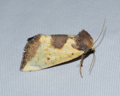 Stiria intermixta