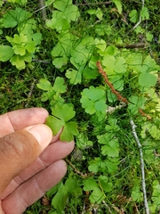 Ranunculus lapponicus