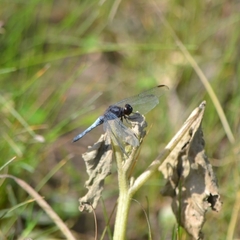 Erythrodiplax basifusca