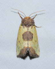 Stiria intermixta